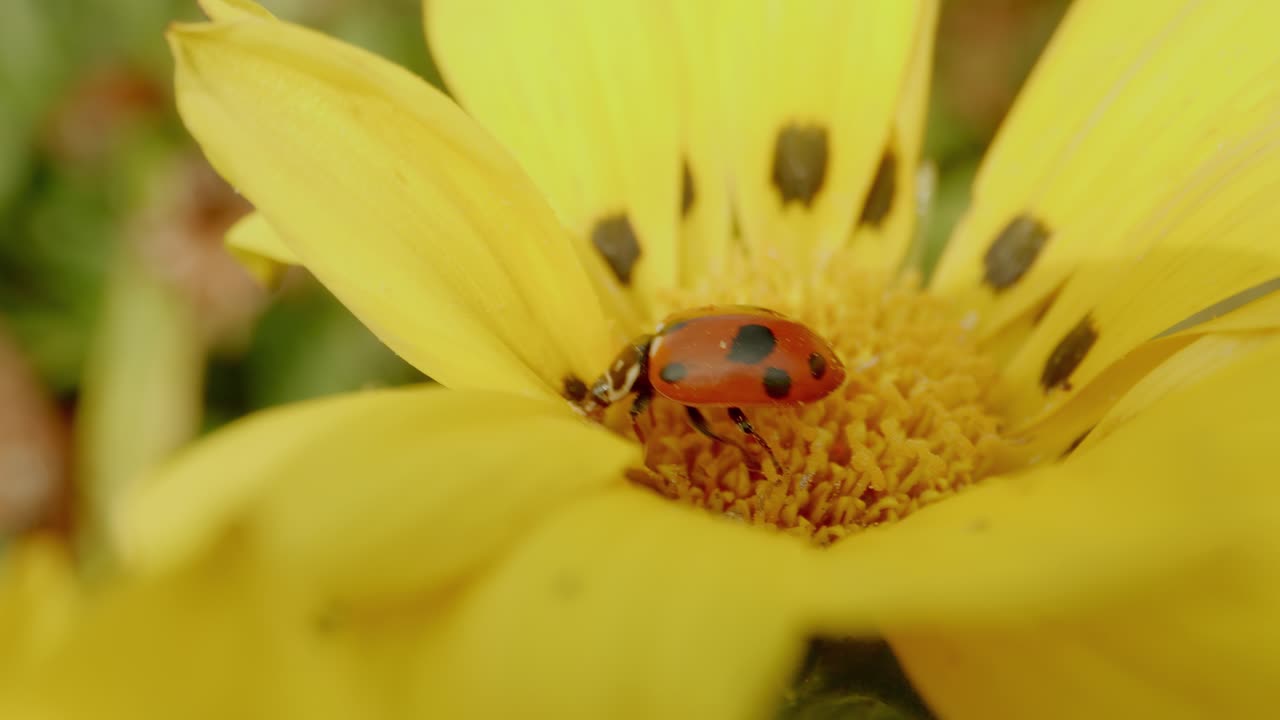 Stunning close-up of a ladybug resting on a vibrant yellow flower in a sunny garden