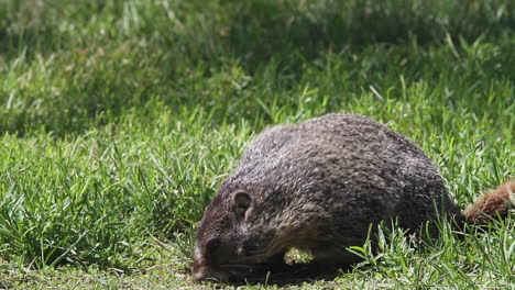 Marmot-busy-eating-green-meadow-grass-while-tree-shadows-dance-behind