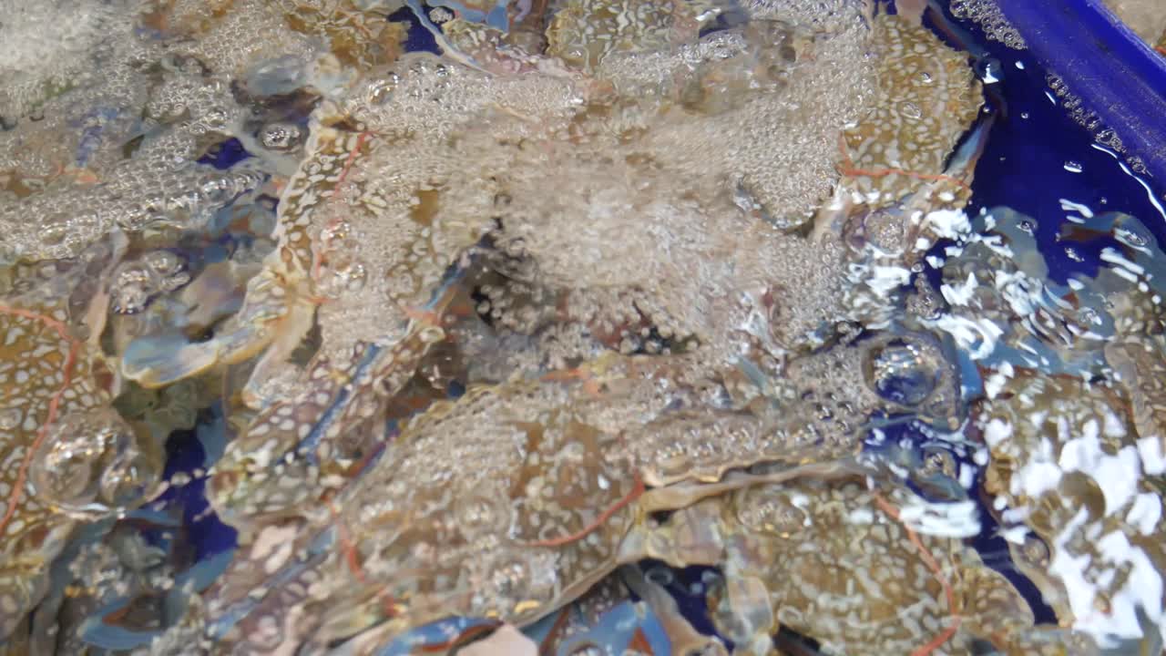 생선 시장에서 요리 할 준비가 된 물 버 ⁇ 에 살아있는 신선한 꽃 파란 크래브