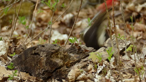 Rotkopfspecht-Pickt-In-Nordamerika-Nach-Insekten