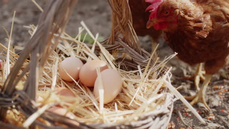 free range eggs