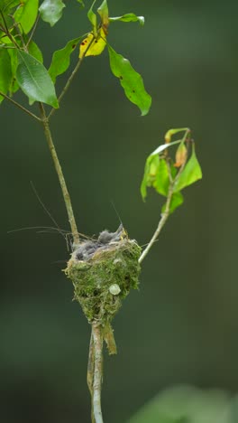 Drei-Süße-Baby-Monarchvögel-Mit-Schwarzem-Nacken-Im-Nest-Sehen-Glücklich-Aus,-Wenn-Ihre-Mutter-Sie-Besucht