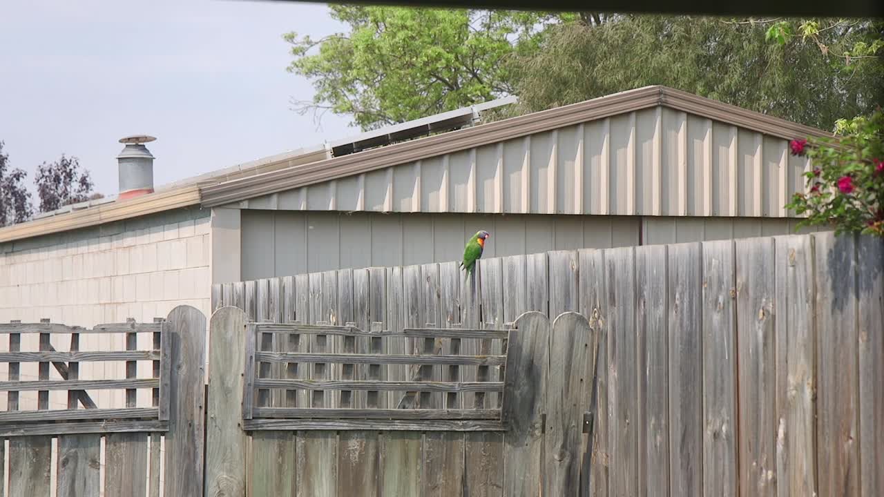 lorikeet arco iris caminando a lo largo de la valla en el jardín australia maffra gippsland victoria