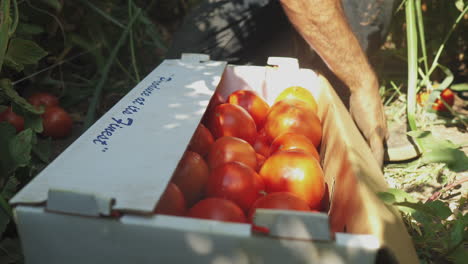 male farmer harvesting fresh tomatos on a cardboard box