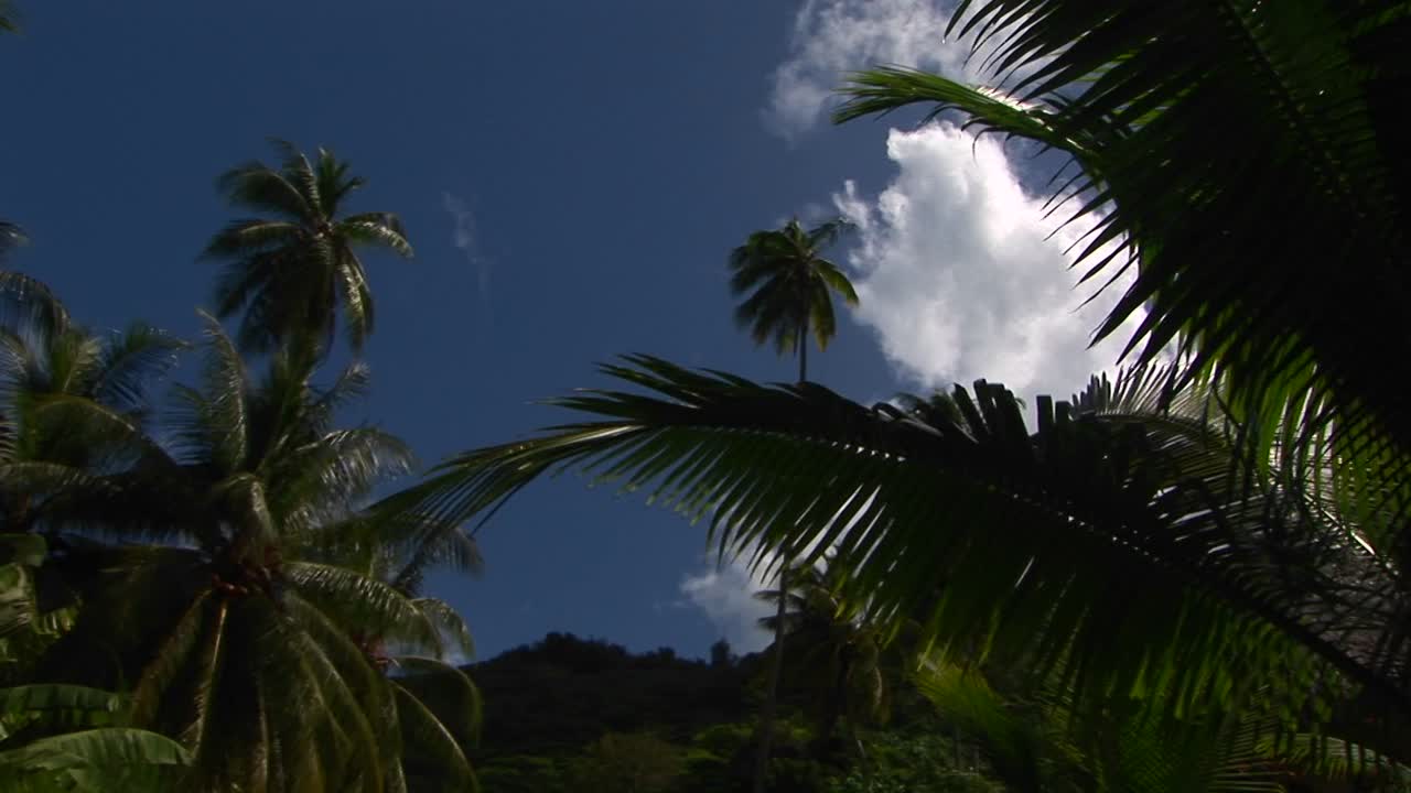 una toma en ángulo bajo del follaje de la selva tropical y el cielo azul