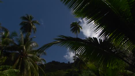 una toma en ángulo bajo del follaje de la selva tropical y el cielo azul