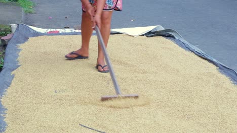 manual drying process of grain rice on the road