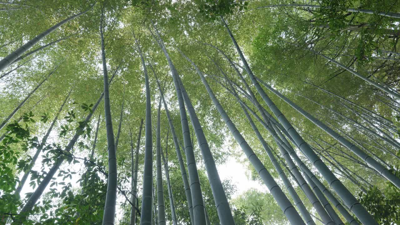 Bamboo trees growing tall in Arashiyama, Kyoto, Japan