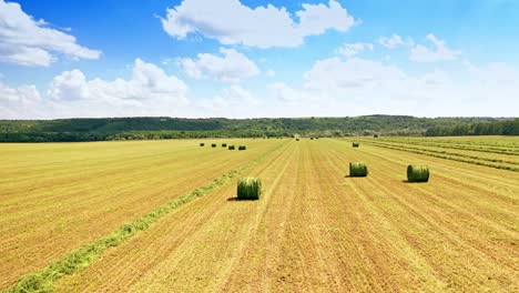 many bales on the field background in summer.