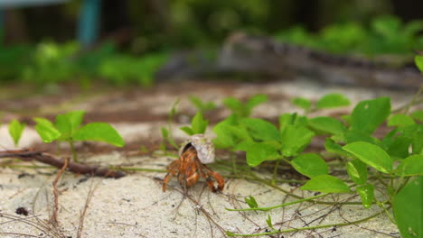 a hermit crab crawling on sandy ground surrounded by green plants in aitutaki