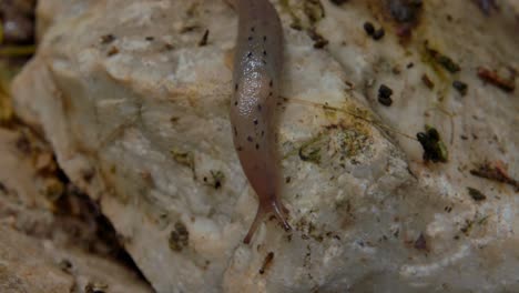 Close-up-of-spotted-garden-snail-slithering-slowly-down-white-rock-after-bug,-slow-motion