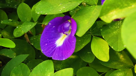 close up shots of blue butterfly pea flower with green leaves in the background