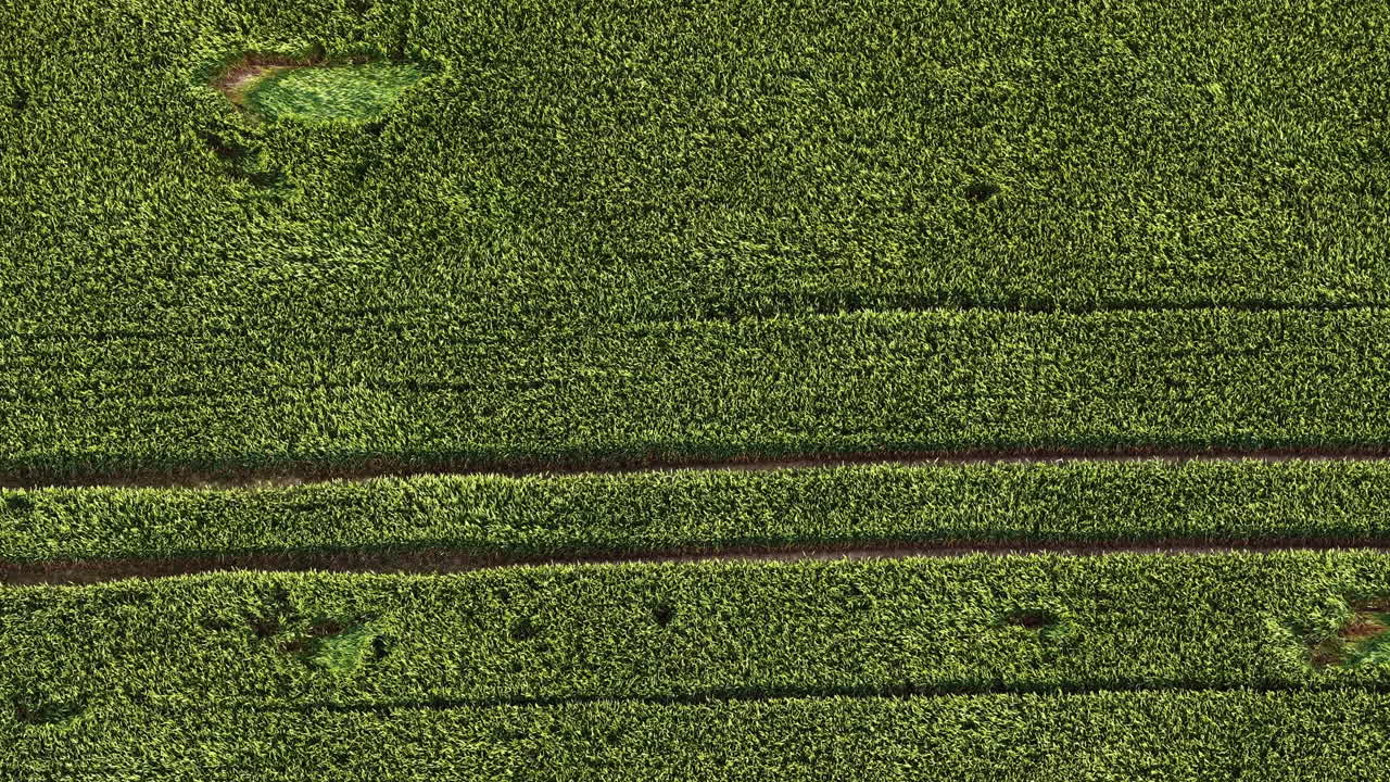 Straight green crop lines on farmland seen from above with geometric field layout, blowing and waving in wind, natural backdrop background texture