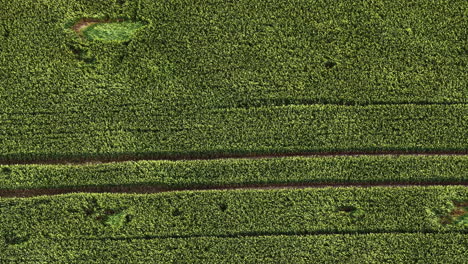 straight green crop lines on farmland seen from above with geometric field layout, blowing and waving in wind, natural backdrop background texture