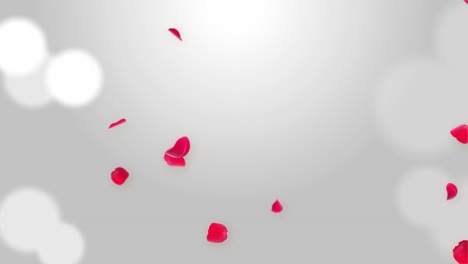 pink sakura falling petals loop background 3d green screen greeting card flyer invitation valentine