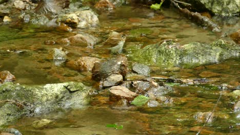a bird in a small creek, outaouais, quebec, canada, static medium shot