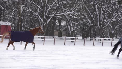 Brown-horse-walking-in-snow,-covered-with-a-blanket-coat-to-keep-warm-during-winter,-wooden-ranch-fence-and-trees-in-background