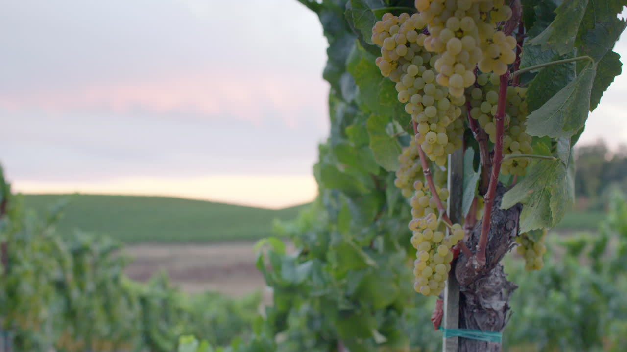 Vineyard with ripe grapes