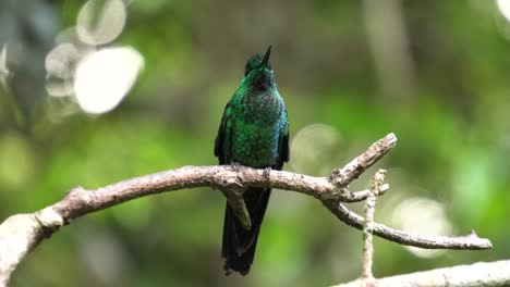 un lindo espécimen de pájaro brillante coronado de verde, de pie en una rama