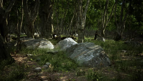 Boulders-in-green-grass-overgrown-with-green-moss