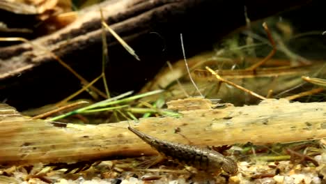 Larva-De-Escarabajo-Acuático-Cazando-Activamente