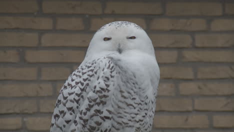 portrait of snowy owl turning it's head towards camera and turning back