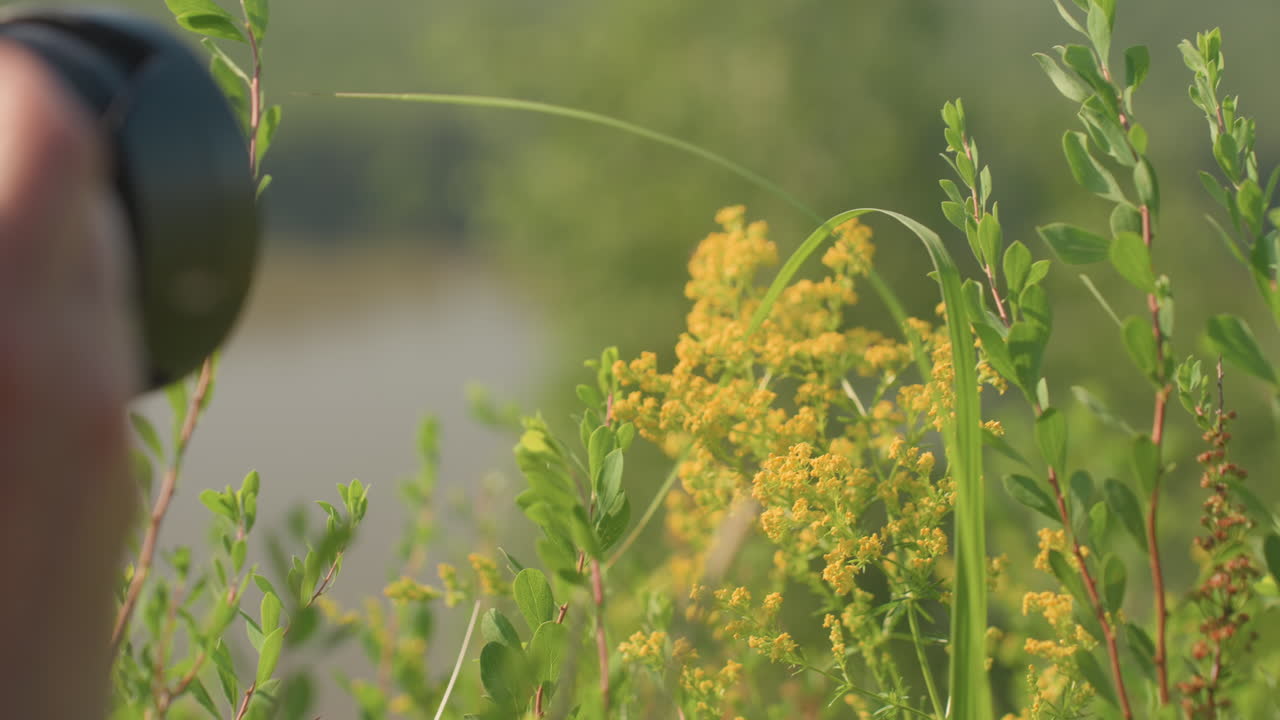 Close up of lady in sunhat holding camera and photographing blurred wild yellow flowers with flying insects in warm summer meadow surrounded by greenery