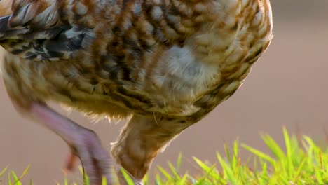 Close-up,-Chicken-foraging-for-food-scratching-and-pecking-in-the-green-grass