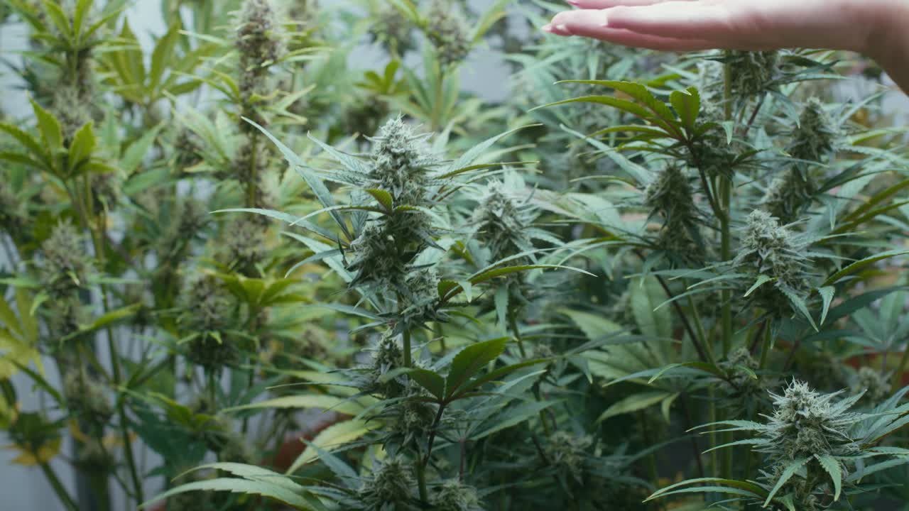 Close up of hand over a marijuana plant