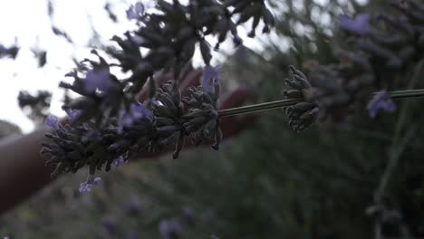 manos tocando flores de lavanda contra el sol de fondo disparo de cerca