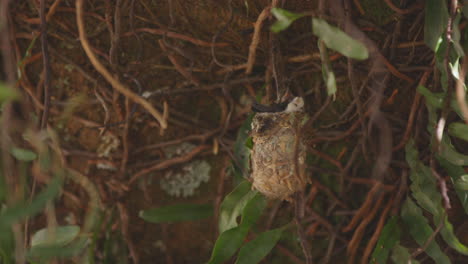 Polluelo-De-Colibrí-En-El-Nido-Moviéndose-Con-El-Viento-Mientras-Espera-Que-Su-Mamá-Le-Traiga-Comida-Hambrienta