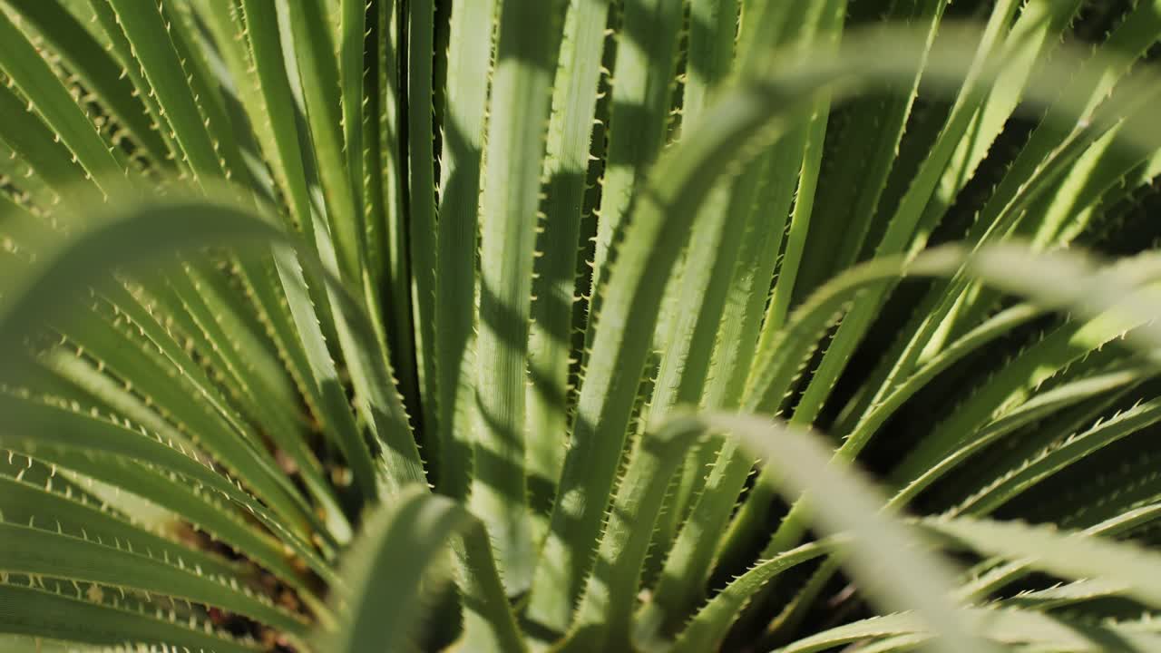 Green Spiky Plant Foliage in Sunlight