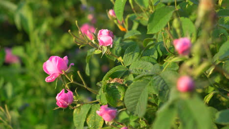 bushes bulgarian oil-bearing damask rose