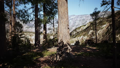 árbol-Secoya-En-El-Parque-Nacional-De-Yosemite