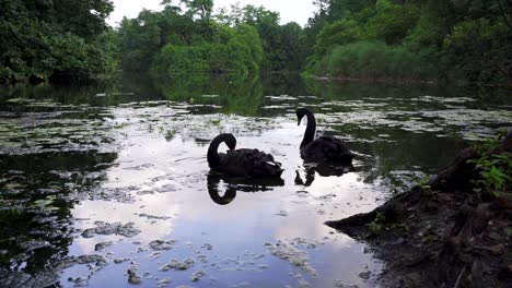 two black swans swimming on the lake, botanic garden singapore