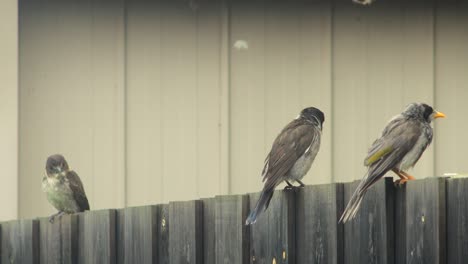 Butcherbird-Young-Juvenile-Butcherbird-and-Noisy-Miner-Perched-On-Fence-Australia-Gippsland-Victoria-Maffra-Raining