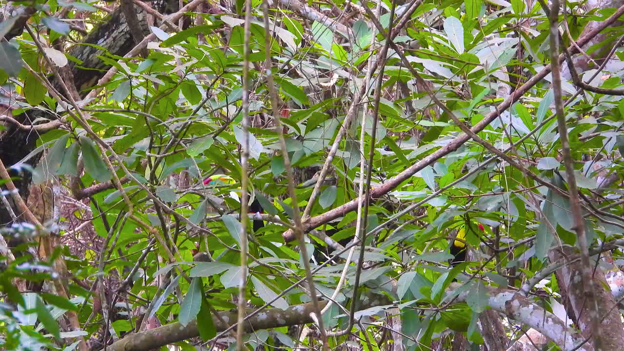 Keel-Billed Toucan wild birds hidden in the treetops, colorful birds in tropical jungle