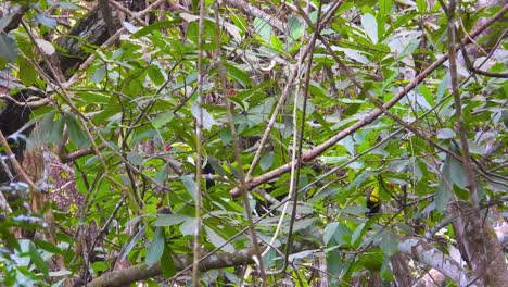 tucanes salvajes escondidos en las copas de los árboles, pájaros coloridos en la selva tropical