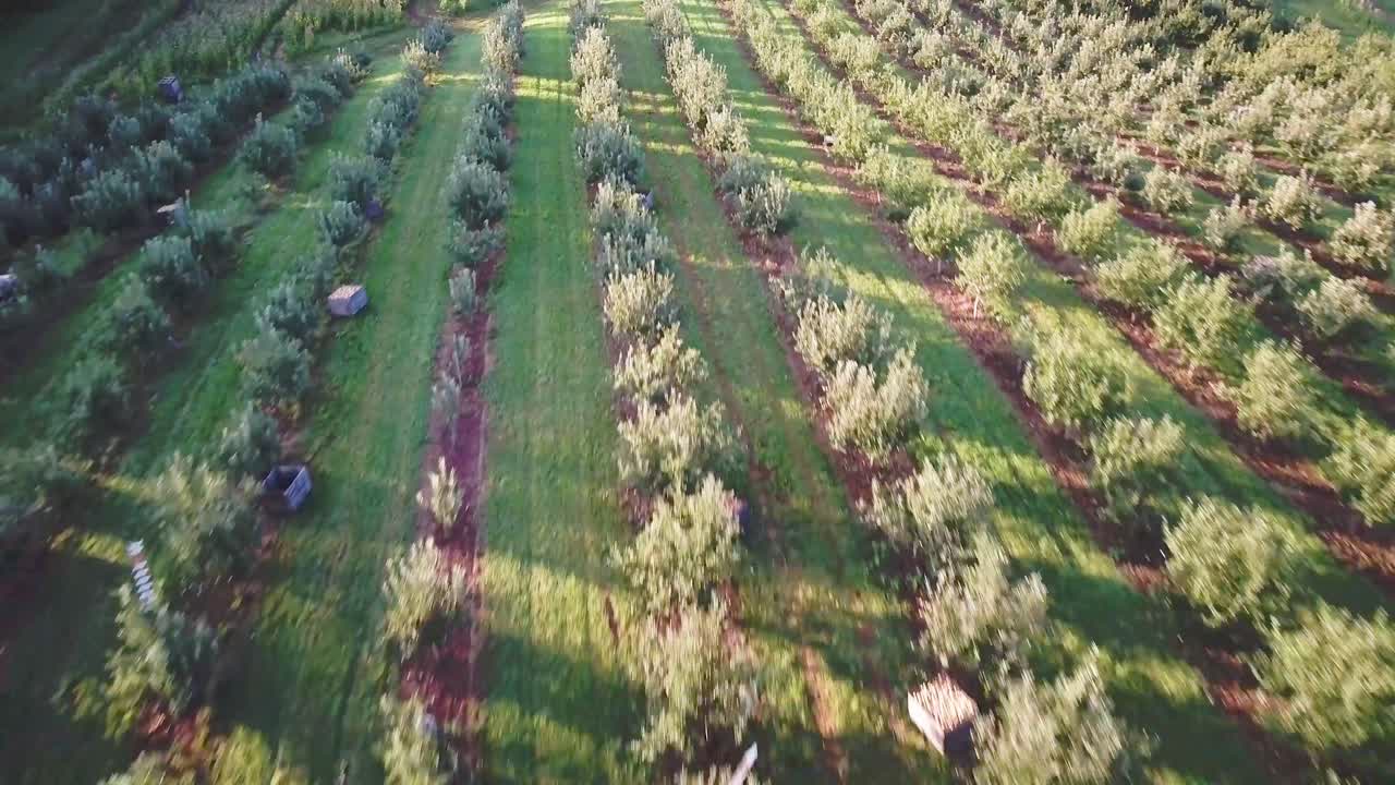 Aerial View of Orchard