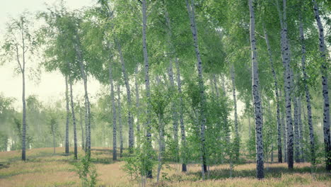 birch forest in sunlight in the morning