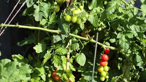 tomato plant with ripening fruit in sunlight