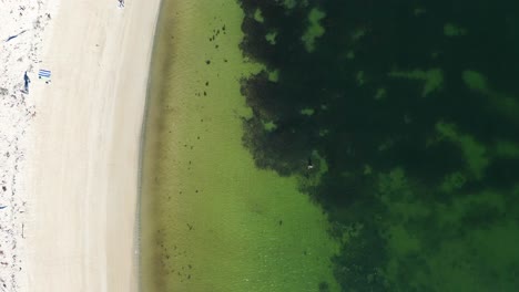 drone aerial bird's-eye landscape of person swimming in bay inlet sandy white beach ocean broulee island mossy point south coast australia