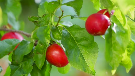 Reife-Kleine-Pflaumen-Auf-Zweigen-Aus-Nächster-Nähe-Mit-Schöner-Beleuchtung