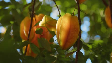 Essbare-Früchte-Der-Karambole,-Sternfrucht-Auf-Einem-Tropischen-Baum