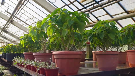 plantas en macetas en un invernadero