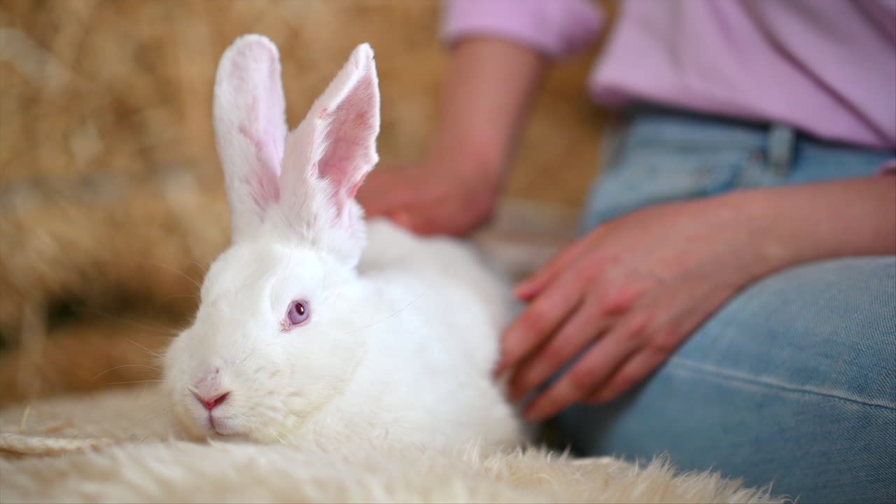 Woman petting a white bunny in the barn near square hay bales, in daylight