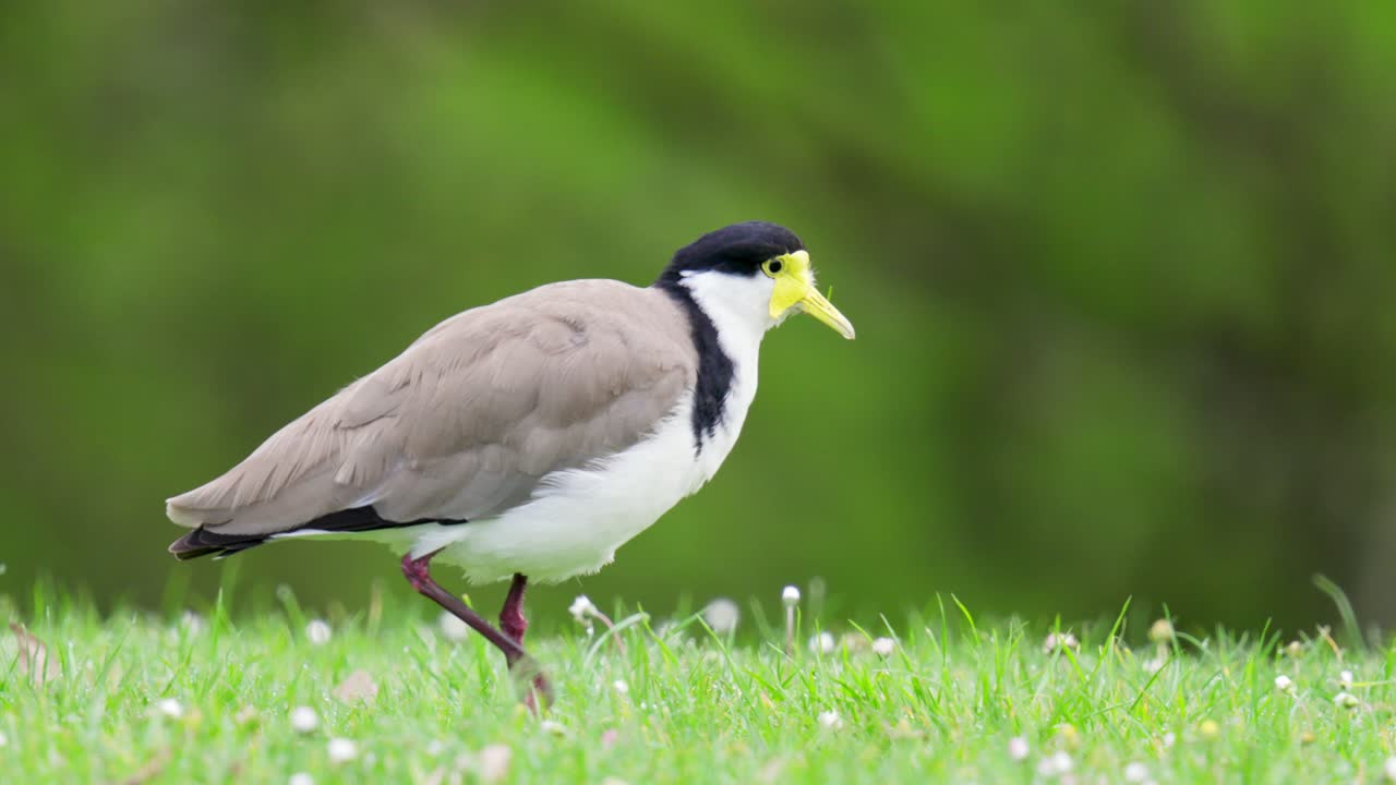 마스크를 입은 lapwing는 느린 동작으로 버그를 잡으려고 이동하기 전에 풀 위에 움직이지 않고 서 있습니다.