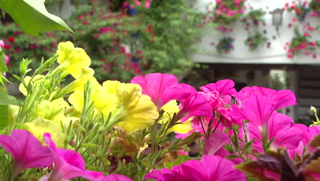 colorful petunias in a garden setting