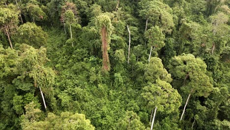 Vista-De-Pájaro-Inclinada-Hacia-Abajo-Aérea-De-La-Selva-Tropical-En-El-Sudeste-Asiático,-Gran-Angular,-Vista-De-Pájaro