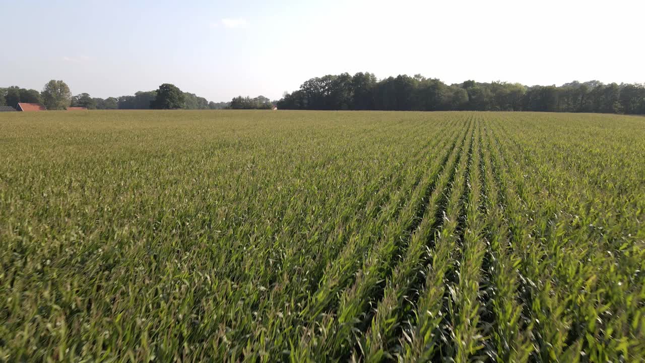 A drone shot of a big green cornfield in the Netherlands